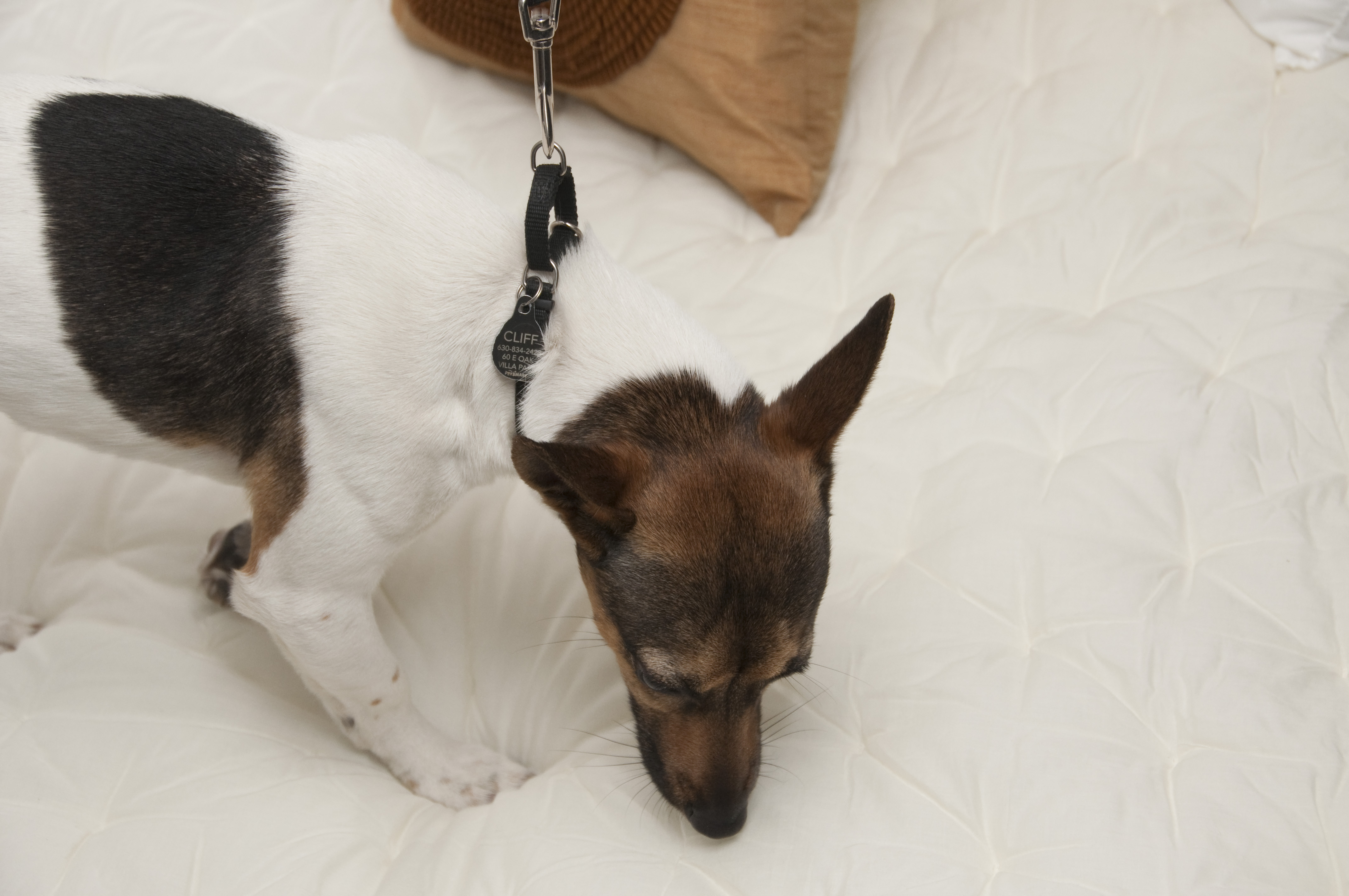 Bed Bug Dogs in the News. See where!