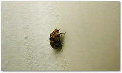Keeping bed bugs contained can prevent further exposure to bed bugs.
